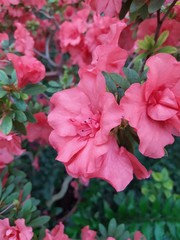 Beautiful vibrant azalea flower tree blooming in the botanical garden, in Kyiv. Bright flowers Close up. Botanical greeting card.