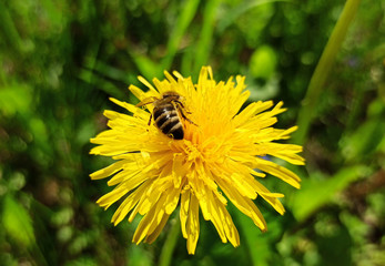 Harmony in nature. A bee collects nectar and pollen from dandelion flowers.