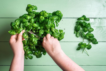 Collecting basil leaves. Fresh basil in a pot. Harvesting aromatic herbs