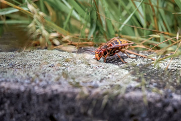 Asian giant hornet. Murder hornets. One vespa mandarinia in spring. Lausanne, Switzerland.