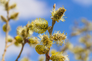 willow branches against blue sky