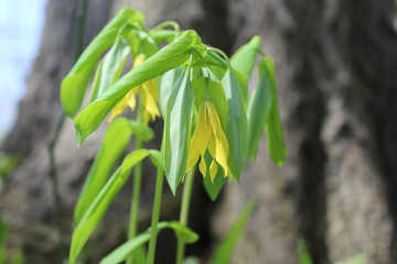 Large-flowered bellwort next to a tree trunk at Harms Woods in Skokie, Illinois