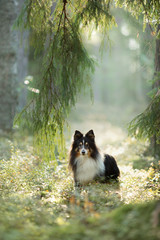 dog in the forest. Pet on the nature. 