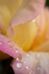 Fototapeta na wymiar dew water drop petal pink yellow spring rose