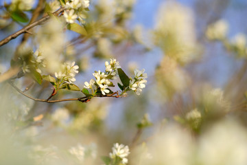 Frühlingserwachen der Bäume 
