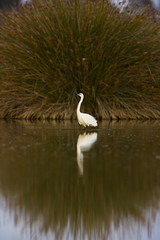 Garceta comun (Egretta garzetta)