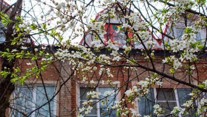 Fototapeta na wymiar In spring, cherry blossoms near the house.
