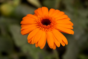 Gerbera jamesonii is a species of flowering plant in the genus Gerbera. It is indigenous to South Eastern Africa and commonly known as the Barberton daisy