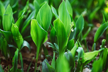 Spring flower lily of the valley in the forest. Fresh natural texture. Soft selective focus.