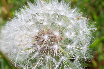 Fototapeta premium dandelion seed head