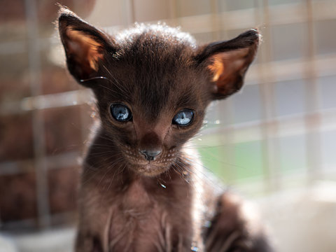 Oriental Kitten