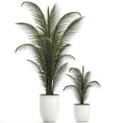 Obraz premium Palm tree in a white pot isolated on white background
