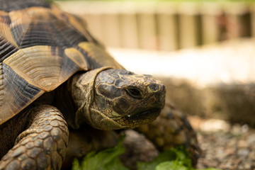turtle tortoise eating salad head eye green brown 