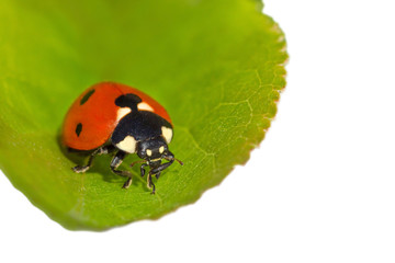 Fototapeta premium close up of ladybug sitting on green leaf isolated on white