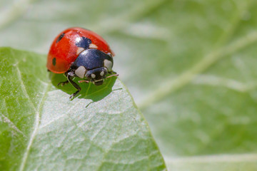 close up of ladybug sitting on green leaf