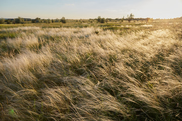 Yellow golden tussock grass of New Zealand in wind