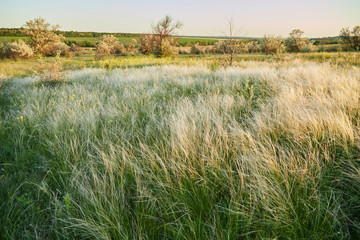 Soft fluffy steppe grass stipa, fluttering in the wind in a summer meadow