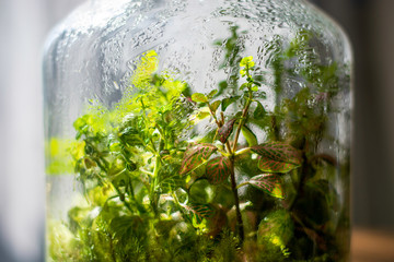 Plants in a closed glass bottle. Terrarium jar ecosystem. Moisture condenses on the inside. Process of photosynthesis. Water vapor is created in the humid environment and absorbed back into the soil - obrazy, fototapety, plakaty