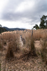 Kangaroo's in Australia Wildlife