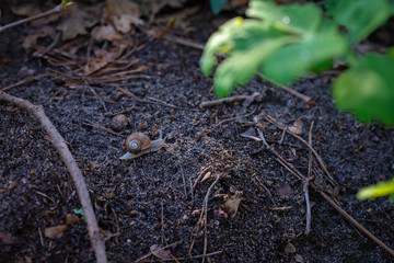 A garden snail creeps on soft forest soil. Helix pomatia, common names the Roman snail, Burgundy snail, edible snail or escargot. Soft selective focus.