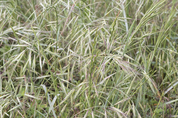 Green ears of different types of grasses in meadow after spring rains