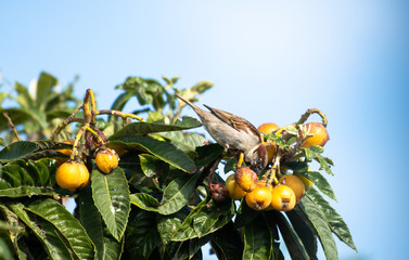 Pardal a comer nesperas