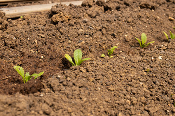 green leaf mud ground plantation seedling 