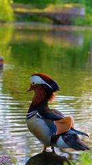 Beautiful and colorful mandarin duck in the park. Water, bridge on the background