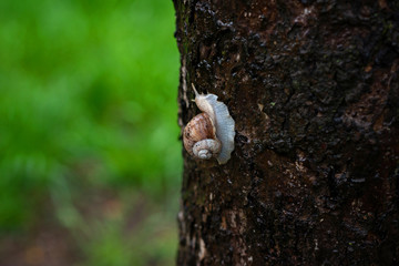 Garden snail on tree bark in the rain. Helix pomatia, common names the Roman snail, Burgundy snail, edible snail or escargot. Soft selective focus.