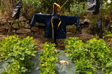 Scarecrow afraid protect strawberry field green red