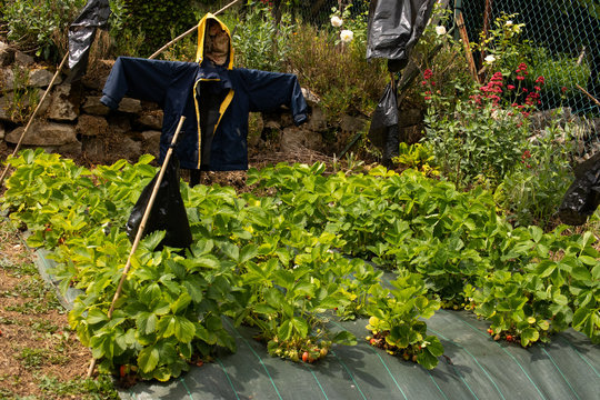 Scarecrow afraid protect strawberry field green red - Powered by Adobe