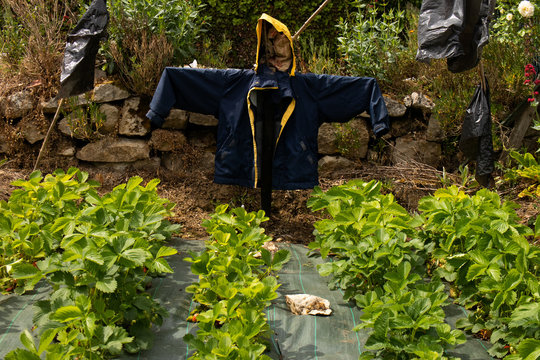 Scarecrow afraid protect strawberry field green red