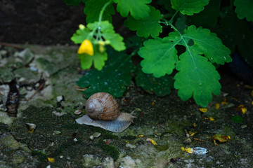 Garden snail creeps on a stone road. Helix pomatia, common names the Roman, Burgundy snail, edible escargot. Soft selective focus.