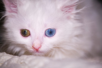 white kitten with heterochromia lies close-up color