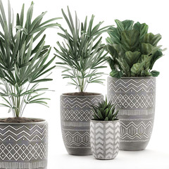Decorative plants in pots on a stand on white background
