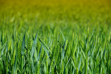 green wheat field close up