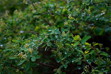 Green leaves of Spiraea nipponica Snowmound under the drops of spring rain. Natural floral texture. Soft selective focus.
