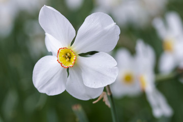 Obraz premium white and yellow daffodils