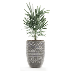 Rhapis palm in a white pot on white background