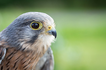 Close up portrait of a Falcon