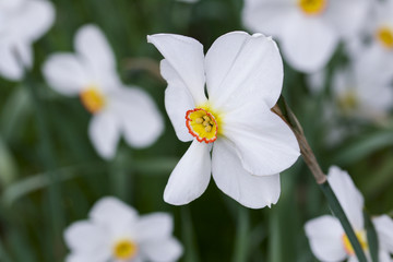 Obraz premium white and yellow daffodils
