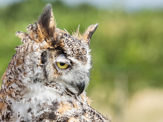 Portrait of an Eagle Owl