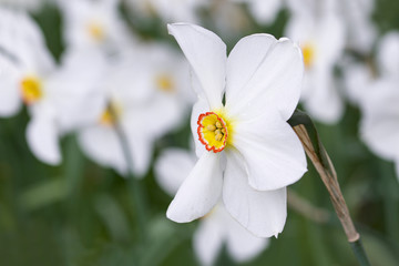 white and yellow daffodils