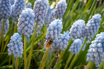 a honey bee on a grape hyacinth light blue purple blooming flowers in a garden