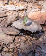 Resilience - new leaf growing through dead leaves