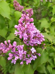 Lilac blooms. A beautiful bunch of lilac closeup. Lilac Flowering. Lilac Bush Bloom. Lilac flowers in the garden.