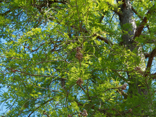 Urweltmammutbaum oder Chinesisches Rotholz (Metasequoia glyptostroboides)