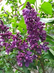 Lilac flowers in spring background. Spring blooming lilac blossom. Lilac blossom blooming. Spring lilac flowers