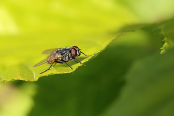 A garden fly is resting on a leaf
