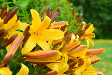 Tiger Lily (Lilium tigrinum)